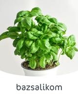 bazsalikom