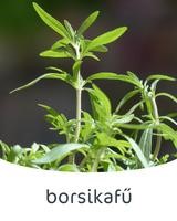 borsikafű