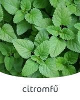 citromfű