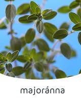 majoranna