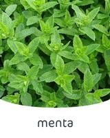 menta