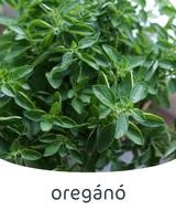 oregánó