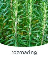 rozmaring