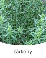 tárkony