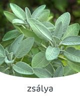 zsálya